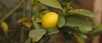 Lemon sa loob ng bahay