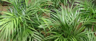 Chrysalidocarpus