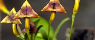 Masdevallia