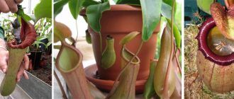 Nepenthes