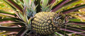 Ananas