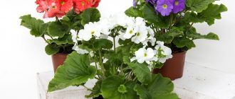 Primrose sa bahay