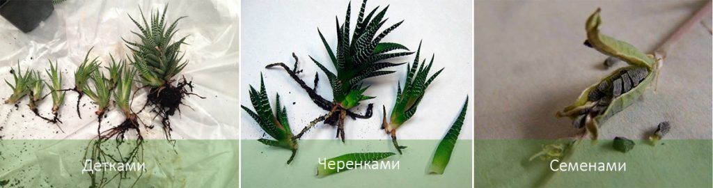 Pagpaparami ng Haworthia