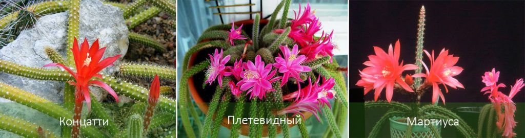 Mga Uri ng Aporocactus