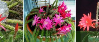 Variëteiten van Aporocactus