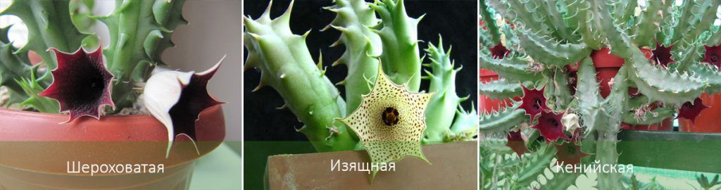 Mga Uri ng Huernia