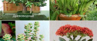 Mga uri ng Crassula