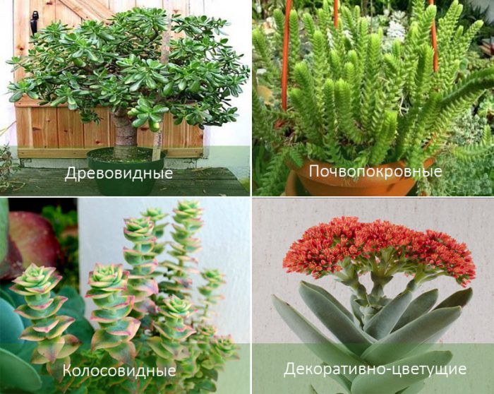 Mga uri ng Crassula