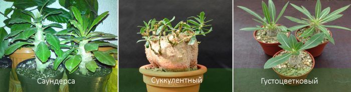 Mga Uri ng Pachypodium