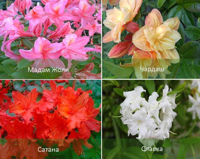 Mga uri ng Azalea