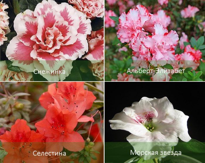 Mga uri ng Azalea