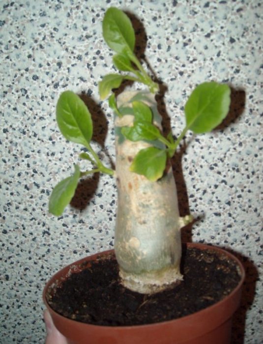 Makatas na Brighamia prunata