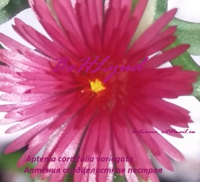 Bulaklak ng Aptenia