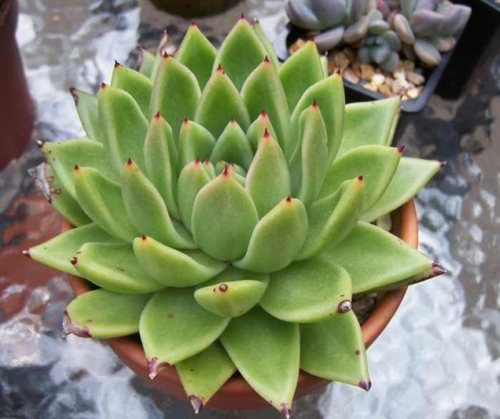 Echeveria agavoides