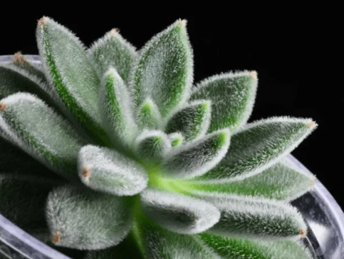 Echeveria na may puting buhok