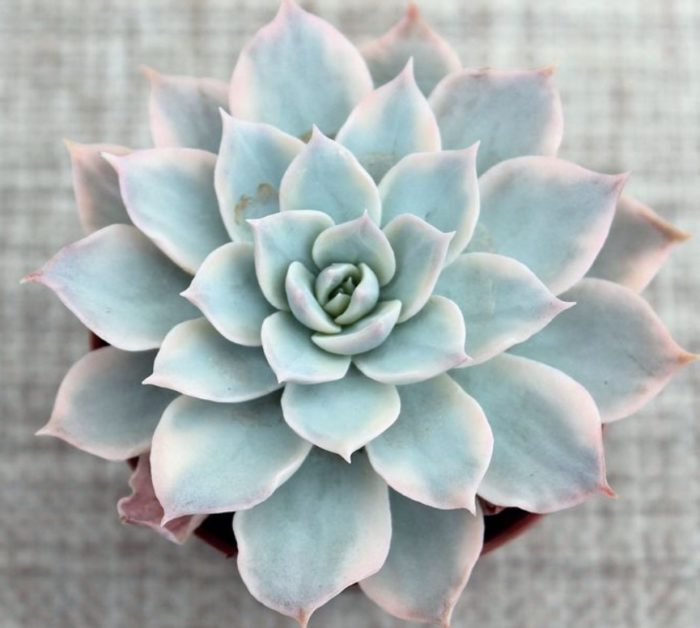 Echeveria splendens