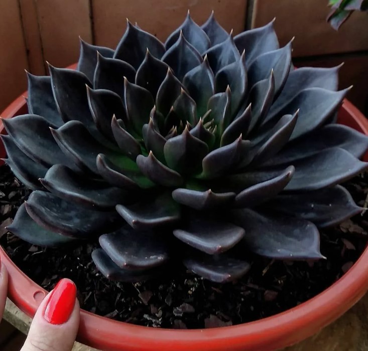 Echeveria Itim na Prinsipe