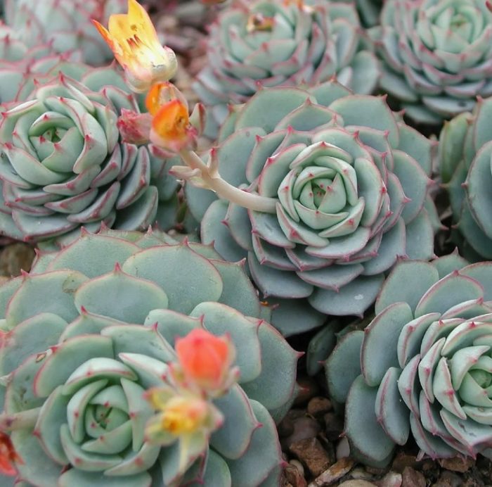 Echeveria derenbergii