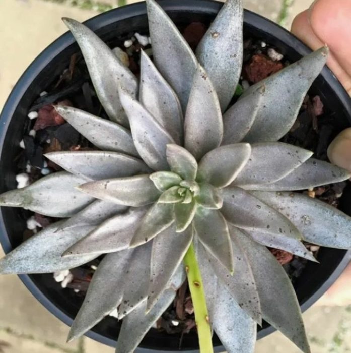 Echeveria Metallica