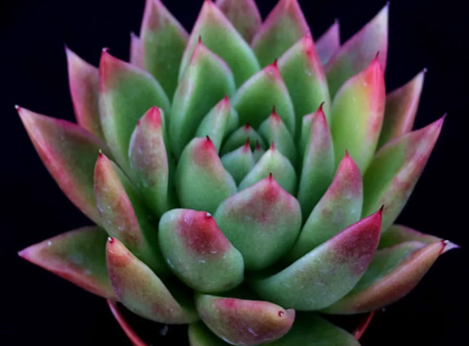 Echeveria Miranda