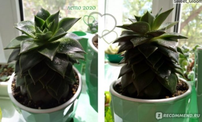 Echeveria sa isang palayok