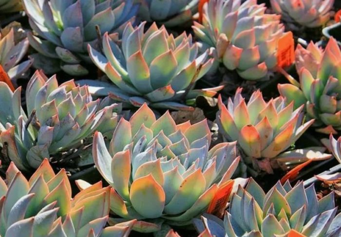 Echeveria peacockii