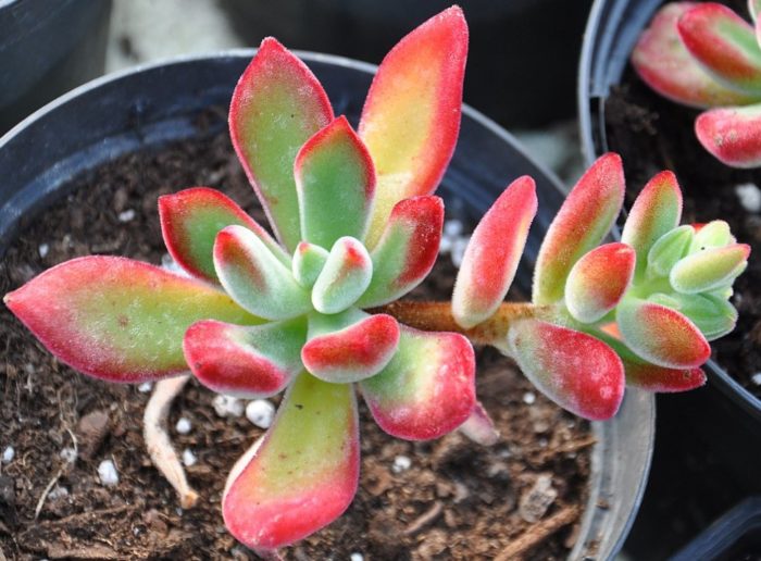 Echeveria pilosula