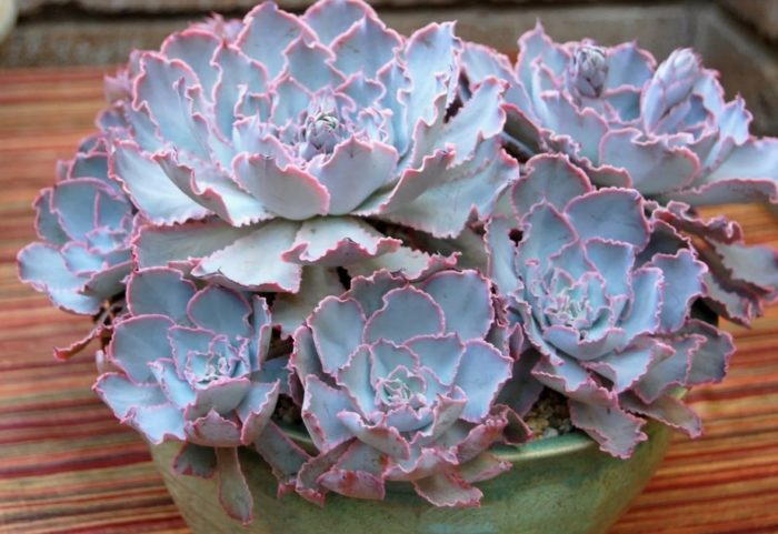 Echeveria Shaw