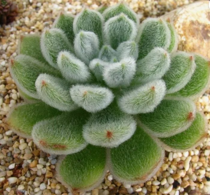 mabalahibong echeveria