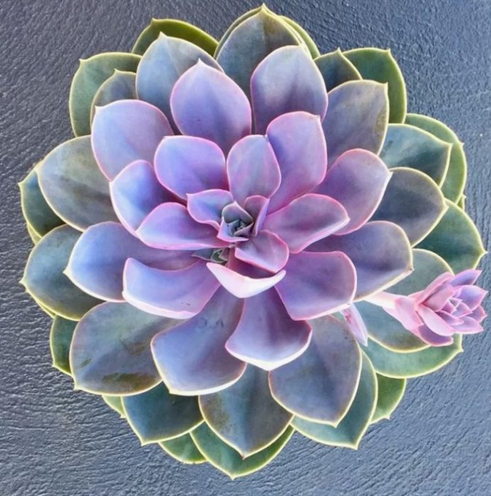 Perlas ng Echeveria ng Nuremberg