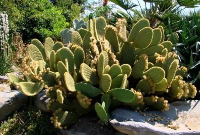 Opuntia Sherry
