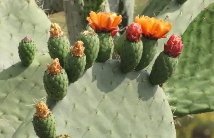 Opuntia na may mahabang awning