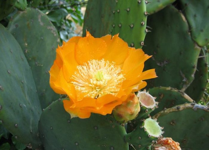 Prickly pear ng India