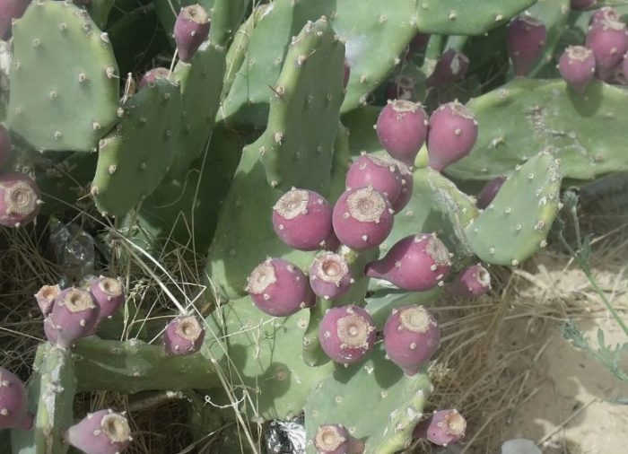 Pinilit na prickly pear