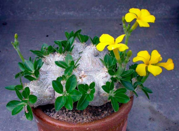 Pachypodium brevis