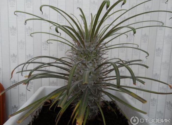 Pachypodium jayi