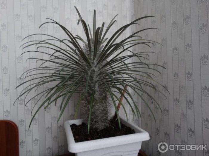 Isang lumaking Pachypodium jayi
