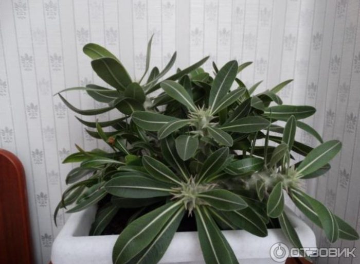 Pachypodium Horombenze