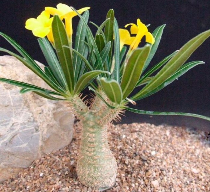 Pachypodium rosetta