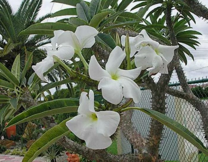 Pachypodium rutenbergianum