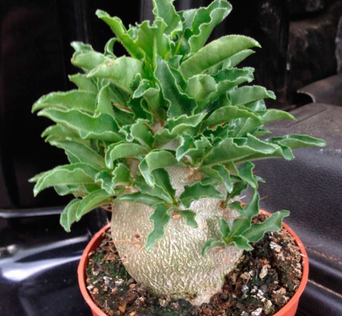 Pachypodium Saunders