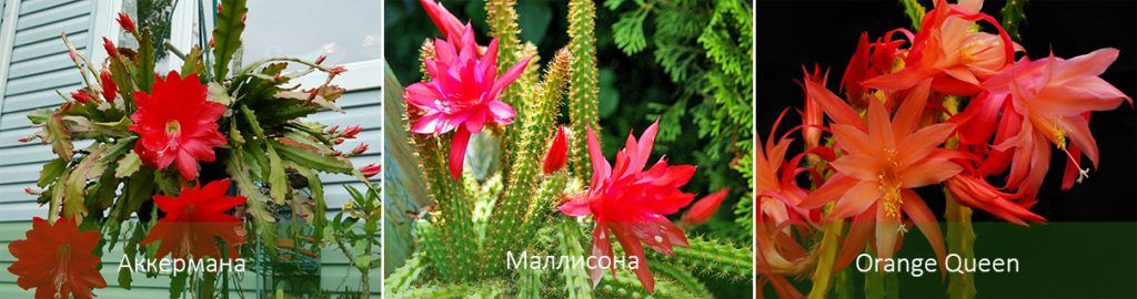 Mga Uri ng Aporocactus