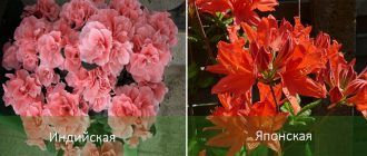 Soorten azalea's voor in huis