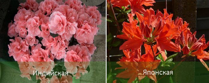 Mga uri ng azalea para sa bahay