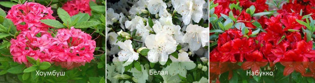 Mga uri ng azalea para sa hardin