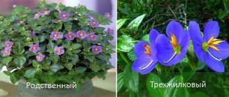 Видове Exacum