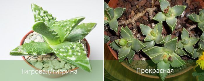 Mga Uri ng Faucaria