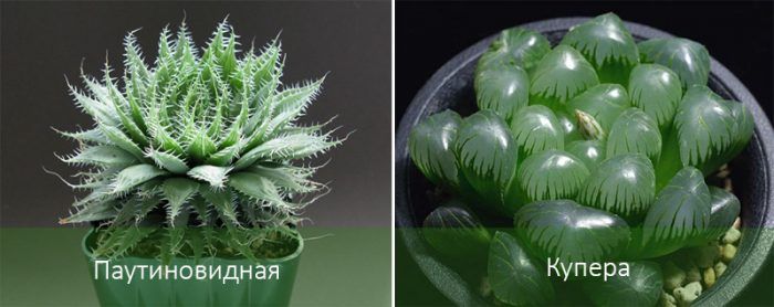 Mga Uri ng Haworthia
