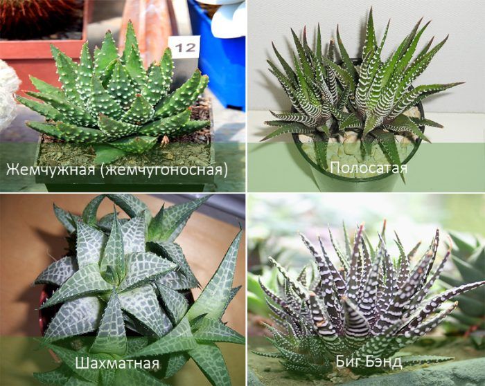 Mga Uri ng Haworthia
