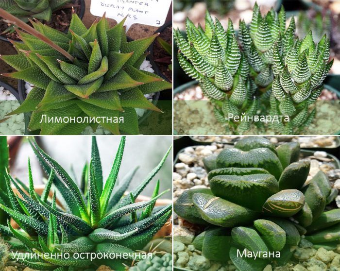 Mga Uri ng Haworthia